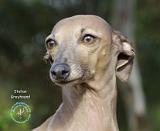 Italian Greyhound